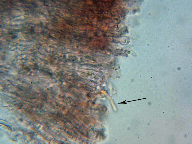 Una ligncola complicata